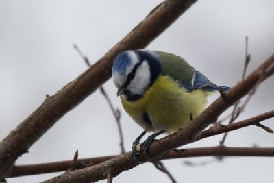 Blue Tit, Blmeis