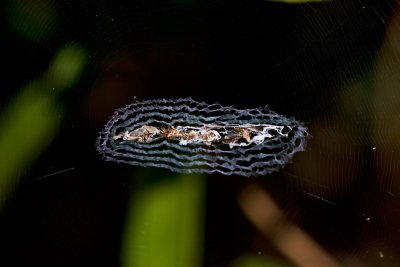 Spider Nett