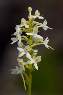 Nattfiol. Platanthera bifolia