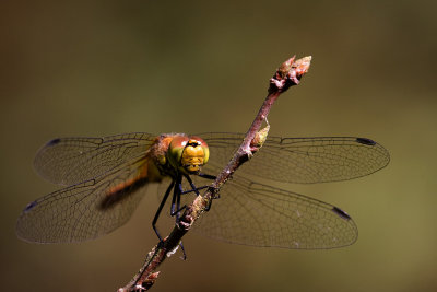 Common Darter , Rdbrun hstlibelle, Sympetrum striolatum