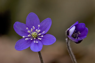 Blåveis, Hepatica nobilis