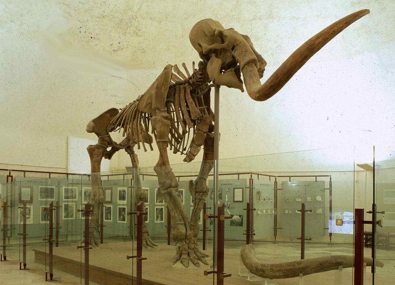 Archidiskodon Meridionalis Vestinus, risalente allinizio dellera Quaternaria