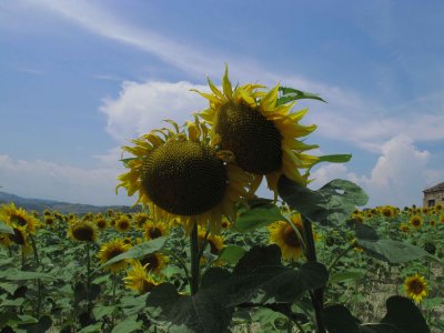 Lover sunflowers
