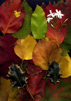 United Colors of Autumn