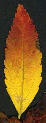 Tin leaf