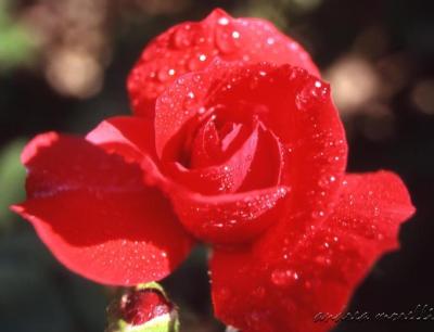 Dew on rose