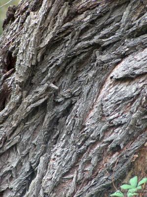  Tree skin