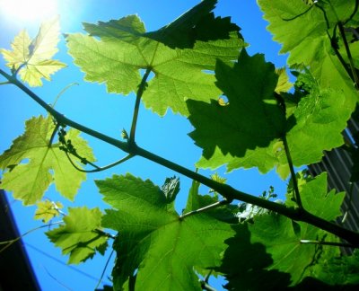 Leafs of screw take power from the sun