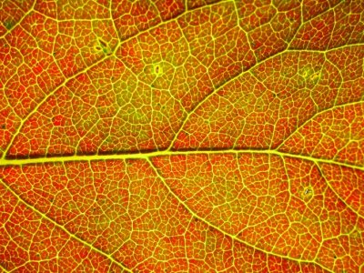X-ray of leaf