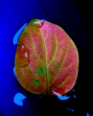 Leaf on the blue