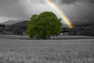 Rainbow & tree