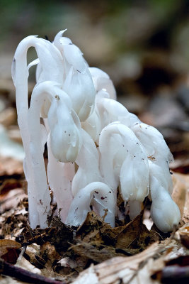 Indian Pipe