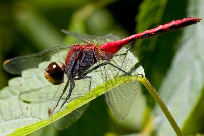 Ruby Meadowhawk Dragonfly