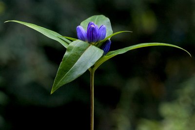 Bottle Gentian