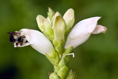 Bumble Bee in Turtlehead