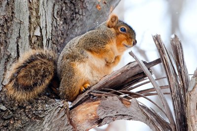 Fox Squirrel