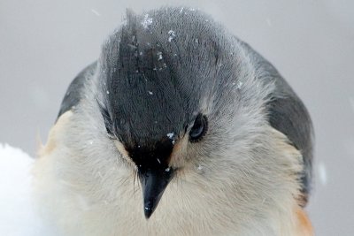 Titmouse