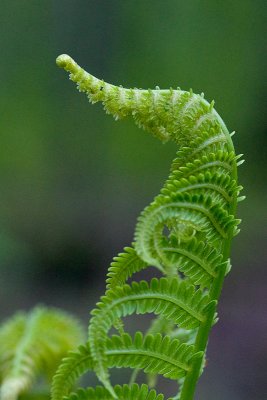 Ostrich Fern