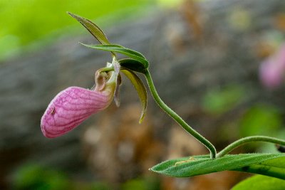 Pink Lady's Slipper Orchid with Moth