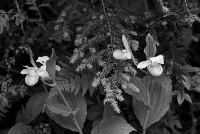 Showy Lady's Slipper Orchids