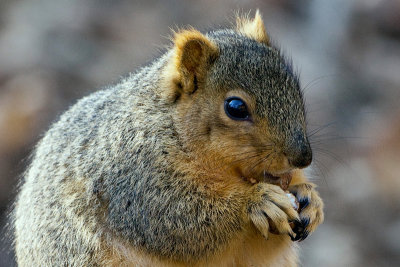 Fox Squirrel with Hickory Nut