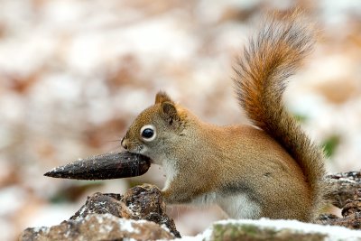 Red Squirrel with Tulip Tree Fruit