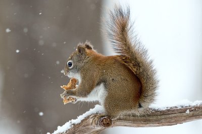 Red Squirrel with Peanut Butter