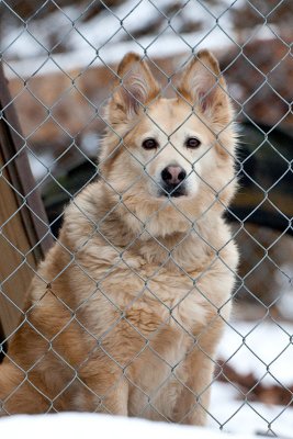 Lady Waits at the Gate