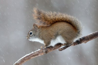 Red Squirrel