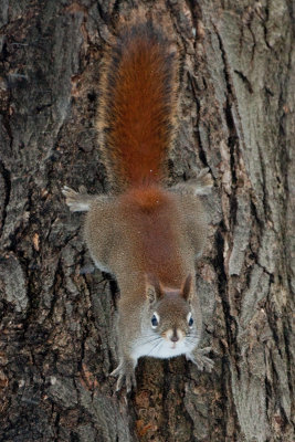 Red Squirrel