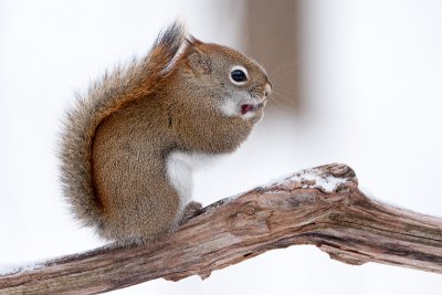 Red Squirrel