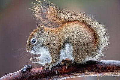 Red Squirrel