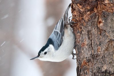 Nuthatch