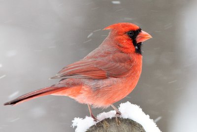 Cardinal