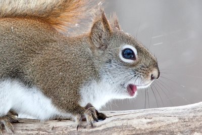 Red Squirrel