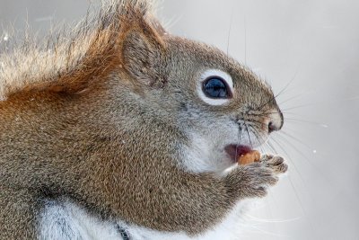 Red Squirrel