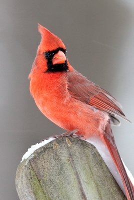 Cardinal