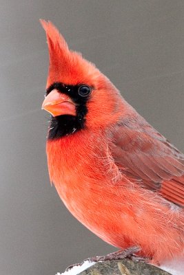 Cardinal