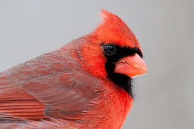 Cardinal