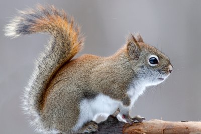 Red Squirrel