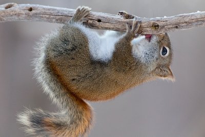 Red Squirrel