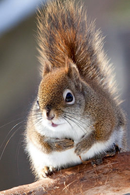 Red Squirrel