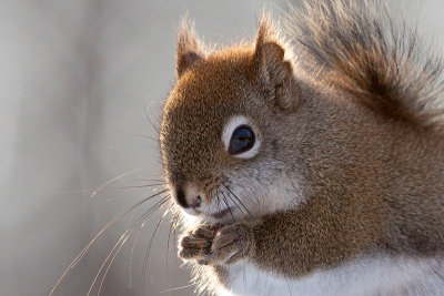 Red Squirrel