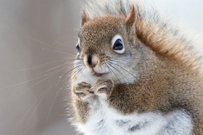 Red Squirrel