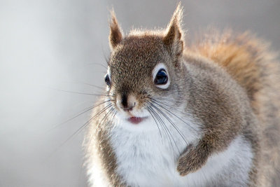 Red Squirrel