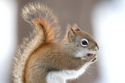 Red Squirrel