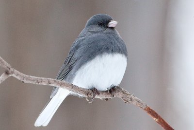 Junco