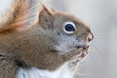 Red Squirrel