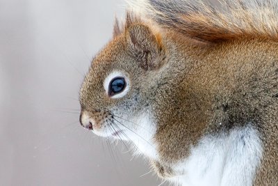 Red Squirrel