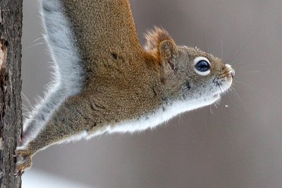 Red Squirrel